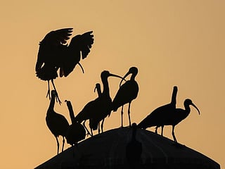 Watch: How more than 460 migratory birds are enriching UAE’s biodiversity