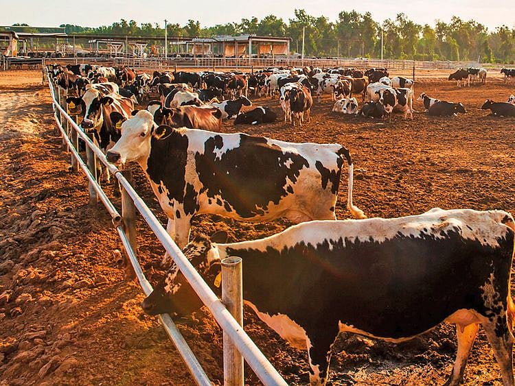 Gulf-Food-Al-Rawabi-for-web