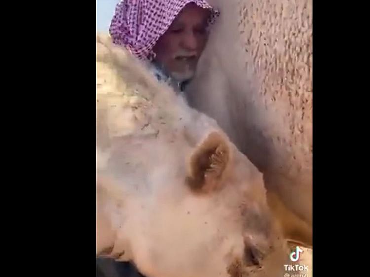 The video also shows the camel curling its neck around the man and refusing to let go. It was reported that someone tried to pull the camel away but it refused.