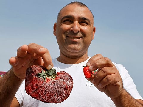  Israeli farmer Tzachi Ariel displays a 289 grams strawberry (L) that was found in his agricultural field and set a new Guinness World Records for the heaviest strawberry, in the Kadima village in central Israel on February 17, 2022. 