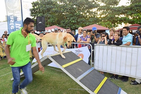 Shows are part of the attraction of the event