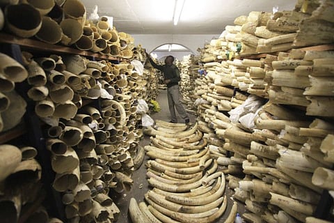 A Zimbabwe National Parks official looks over the country's ivory stockpile at the Zimbabwe National Parks Headquarters in Harare, Zimbabwe on Thursday, June, 2, 2016. According to a report released on Monday, Feb. 14, 2022, scientists found that most large ivory seizures between 2002 and 2019 contained tusks from repeated poaching of the same elephant populations.