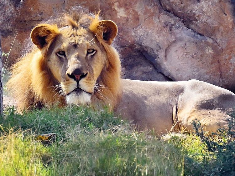 20220218 sharjah safari