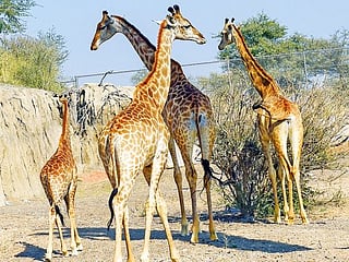 In Pictures: Sharjah Safari Park