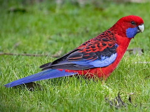 Crimson Rosella seemed to be the most common bird in parts of Australia 