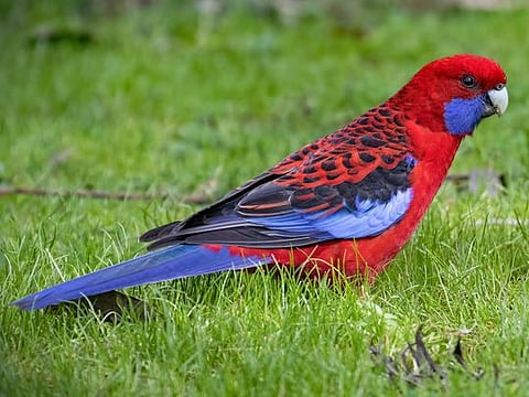 Crimson Rosella seemed to be the most common bird in parts of Australia 