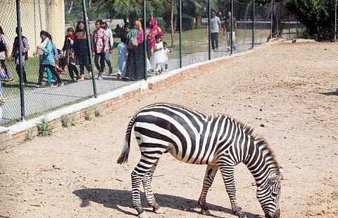 Islamabad’s old zoo to be replaced by a virtual zoo