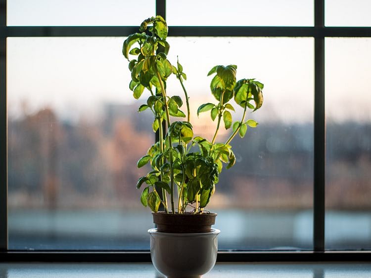 Basil plant