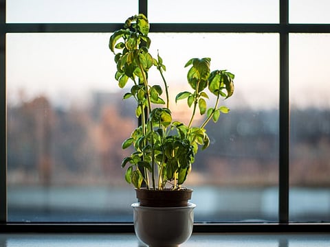 Basil seedlings taught me to never give up on dreams