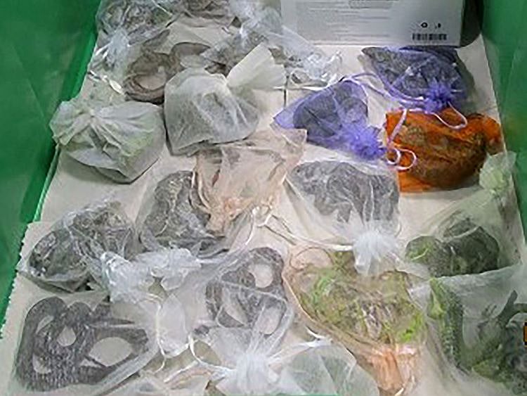 California_Smuggled_Critters_21183