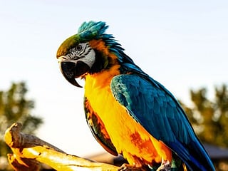 Readers' photos: Flamingos, hornbill, parrot and other winter migratory birds in the UAE