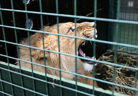 A lion, who was in an animal shelter in Kyiv, is seen in a cage at "Natuurhulpcentrum" nature centre after its planned transfer procedures were accelerated following Russia-Ukraine conflict, in Oudsbergen, Belgium.