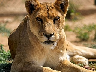 Photos: Once-starving lions roar back to life in Sudan