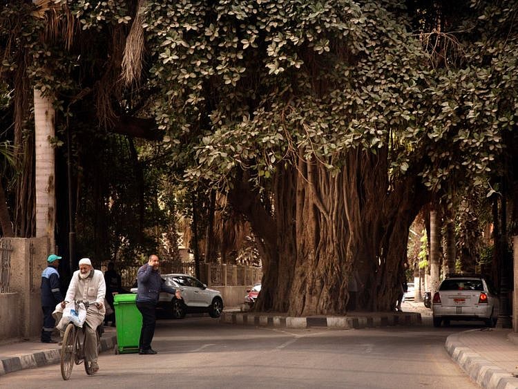 cairo tree-1-1647596144541