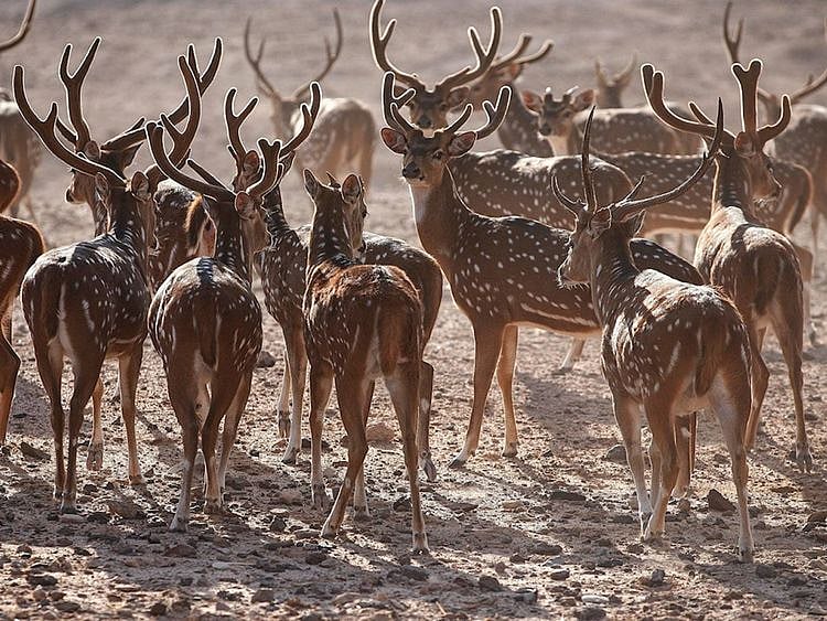 Sir Bani Yas Island-1647863899730