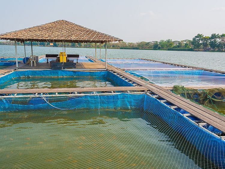aqua farming