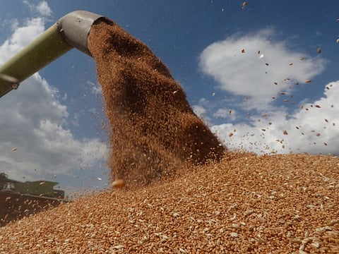 A combine harvester loads a truck with wheat in a field near the village of Hrebeni in Kyiv region, Ukraine July 17, 2020.