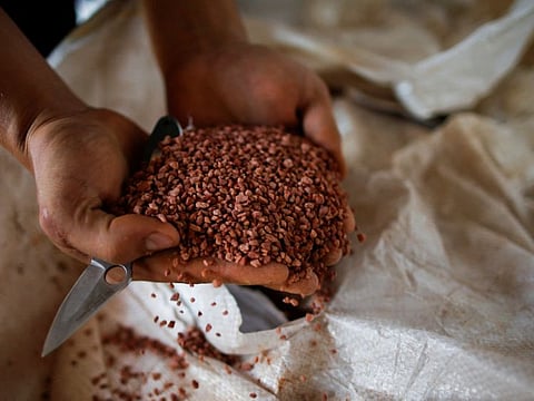 An agricultural worker shows a fertiliser before spreading it in a soybean field, near Brasilia, Brazil.