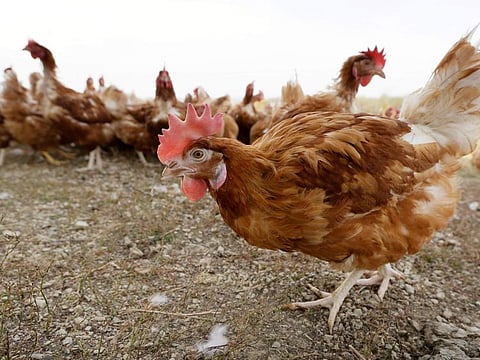 Some 10 million birds have been culled in France since November to fight bird flu.