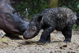 Female rhino named Rosa with her new baby born at the Way Kambas National Park, in Way Kambas, in Lampung province.  