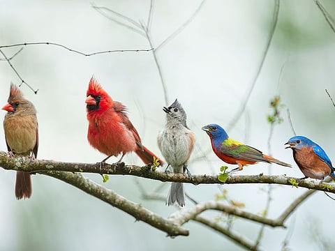 Aiming to finally prove the hypothesis, biologists from the University of Sheffield studied more than 4,500 species of passerine birds - songbirds such as wrens, sparrows and blackbirds - throughout the world. [Illustrative image.]