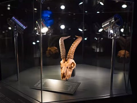 Other exhibits include the skull of an Arabian gazelle.