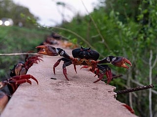 Photos: In Cuba, crabs embark on perilous migration