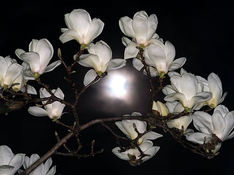 Moon gardens are a great way to appreciate Nature at night.