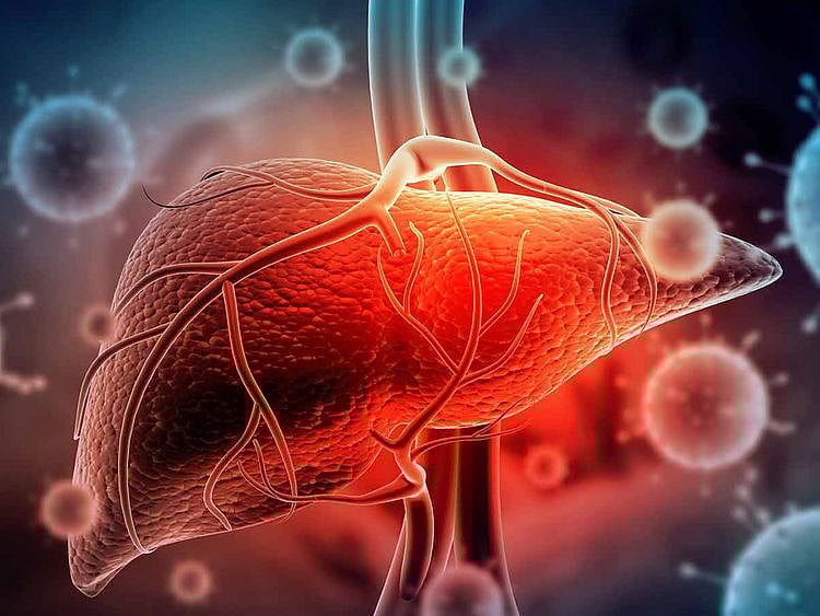 Liver