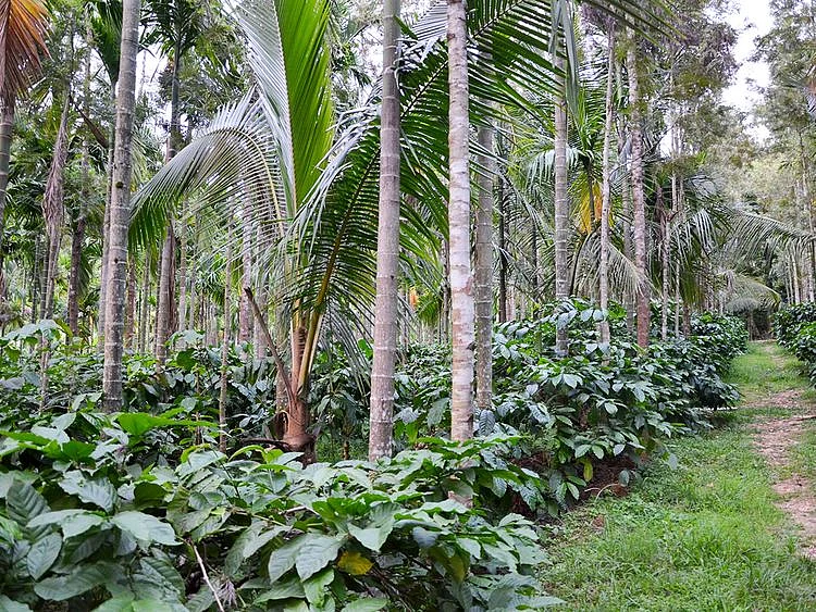 Chickmagalur Coffee Plantation 