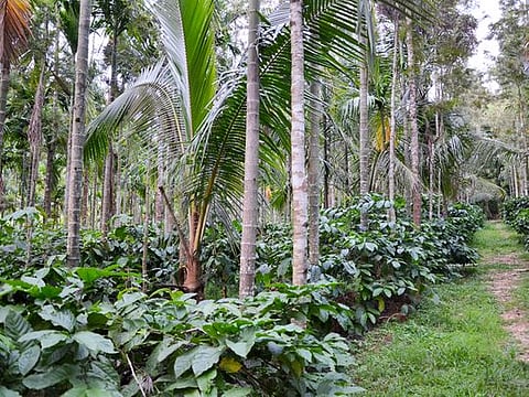Chickmagalur Coffee Plantation 