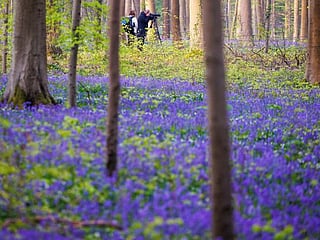 Photos: Bluebells bloom in Belgium woodland