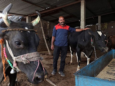 Farmer Suresh Sisodia poses with livestock at his dairy farm in Mayakhedi village on the outskirts of Indore.