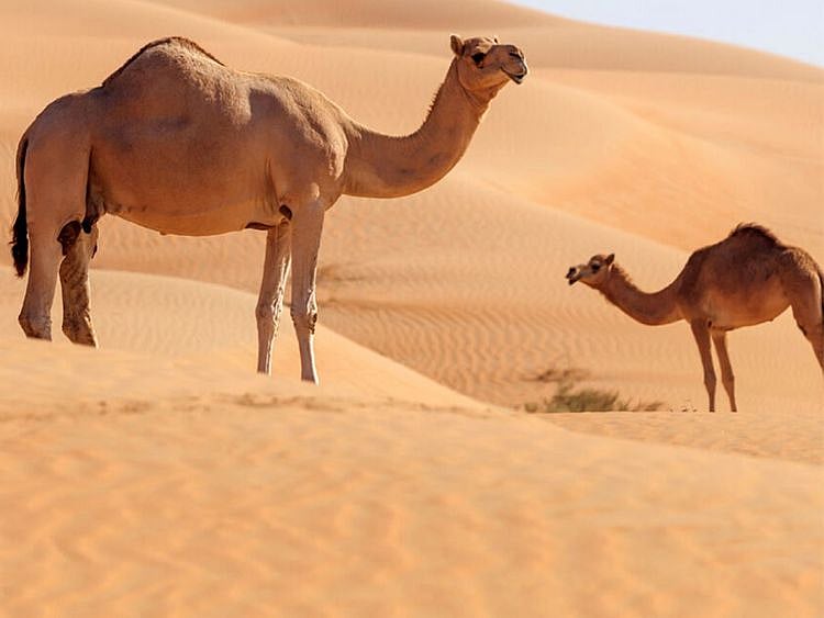 TWITTER CAMEL-1650954439327