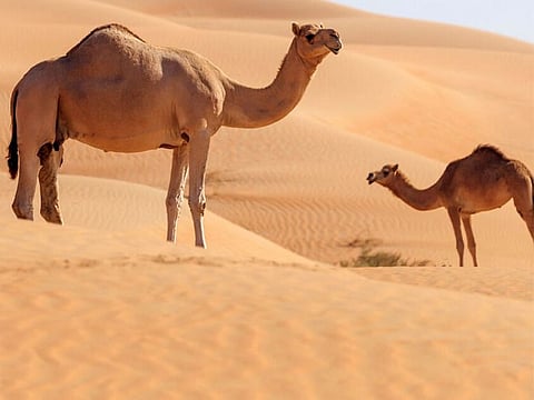 Including 20 years of experience regarding animal surgeries, the atlas by the Abu Dhabi Agriculture and Food Safety Authority (Adafsa) can now be used as a certified reference by vets across the world