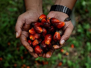 Malaysia palm oil stockpiles may surge to largest in 3 years