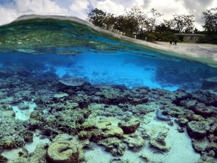 Coral-Reef