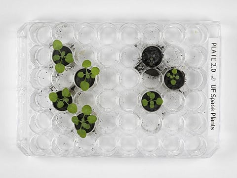 This 2021 photo provided by the University of Florida, Institute of Food and Agricultural Sciences shows the differences between thale cress plants grown in volcanic ash from Earth, which had a similar particle size and mineral composition to lunar soil, left, compared with those grown in the lunar soil, right, after 16 days, at a laboratory in Gainesville. For the first time, scientists have used lunar soil collected by long-ago moonwalkers to grow plants, with results promising enough that Nasa and others already are envisioning hothouses on the moon for the next generation of lunar explorers. 