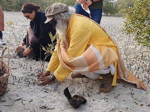 Sadhguru planting a mangrove with Mariam Al Mheiri, Minister for Climate Change and Environment, at Jubail Mangrove Park in Abu Dhabi on Wednesday  