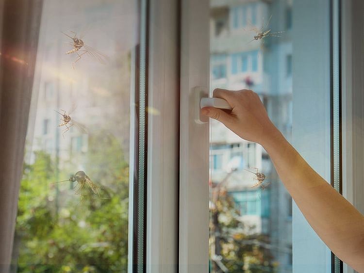 dm-tweet-mosquitos-1652865379074