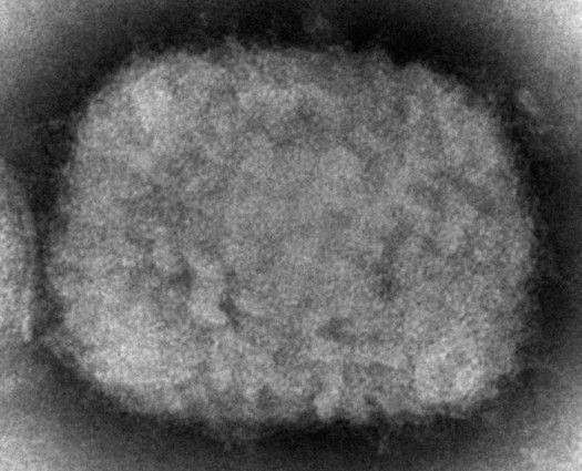 cdc monkey-1652973170580