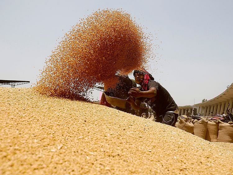 INDIA WHEAT