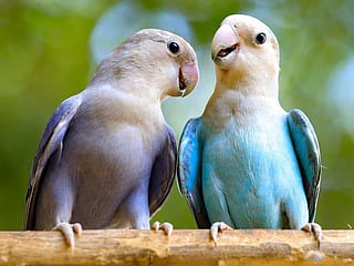 Photos: Sudan sanctuary offers haven for exotic birds