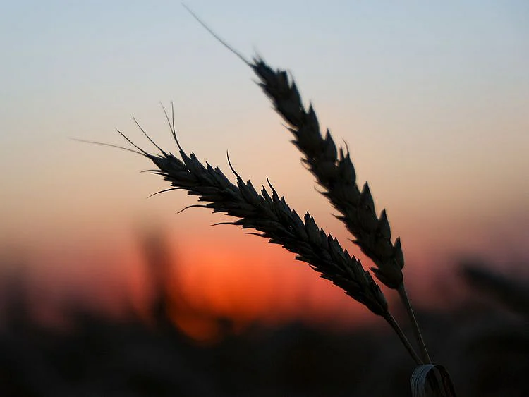 Stock - Wheat