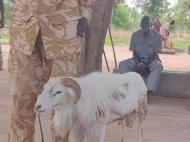 The 'guilty' ram that killed an old woman in South Sudan.  