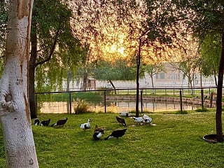 10 hidden gems in the UAE: Animal Sanctuary, Flower Farm and more

