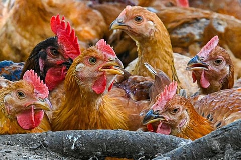 Saudi Arabia has banned the import of poultry from Poland after a bird flu outbreak.