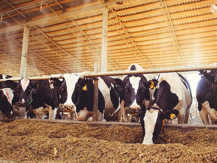 milkDay_01_1200x900 1