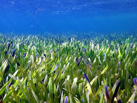 Part of the Posidonia australis seagrass meadow in Australia's Shark Bay.