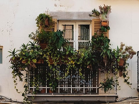 A beautiful shelf, a selection of special plants and a detailed plan will get you on track to have a lush balcony in no time. 